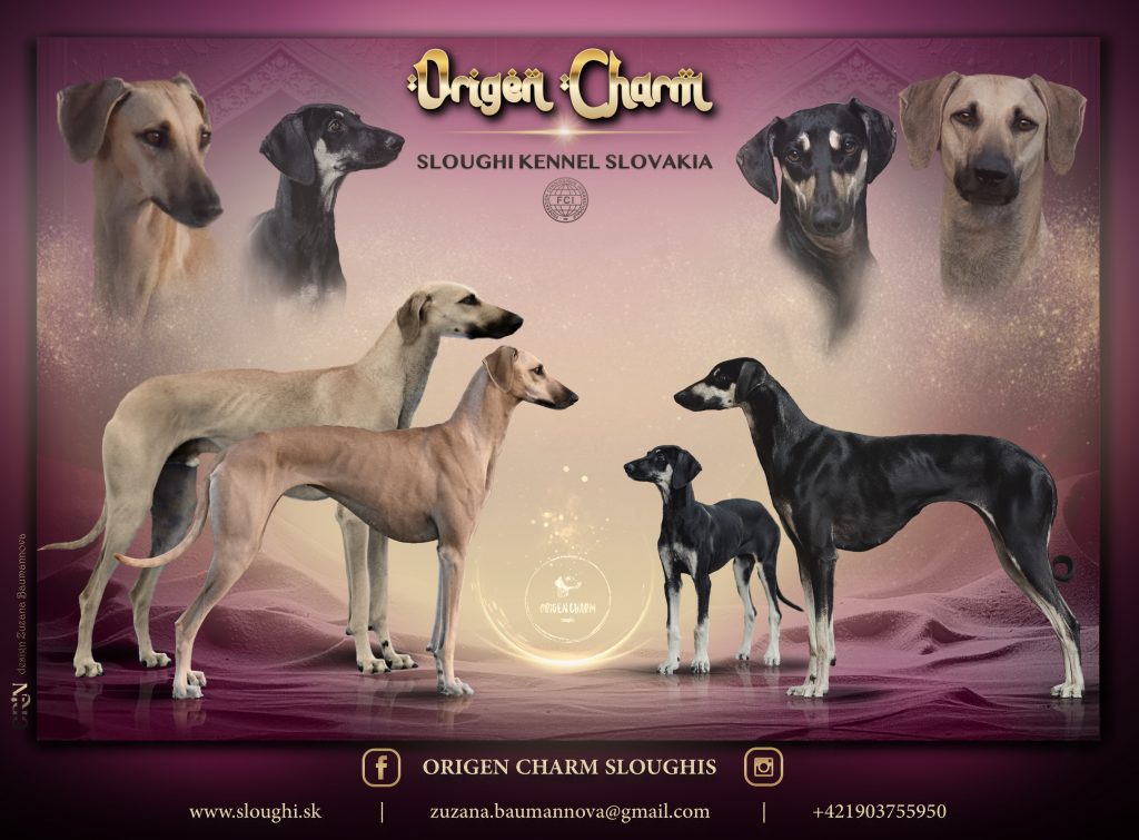Sloughi Kennel