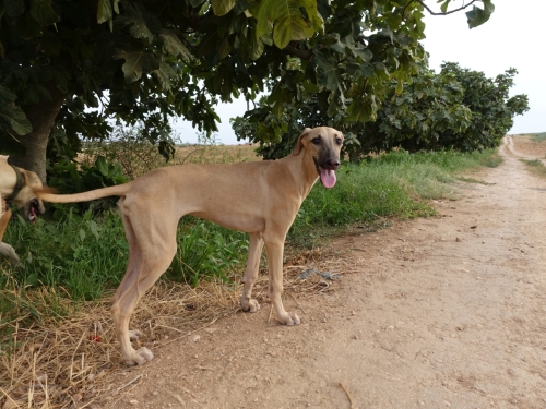 NANA El Mehrine